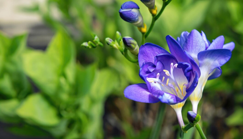 Freesia double blue