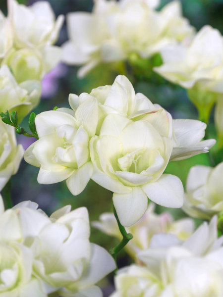 Freesia double white