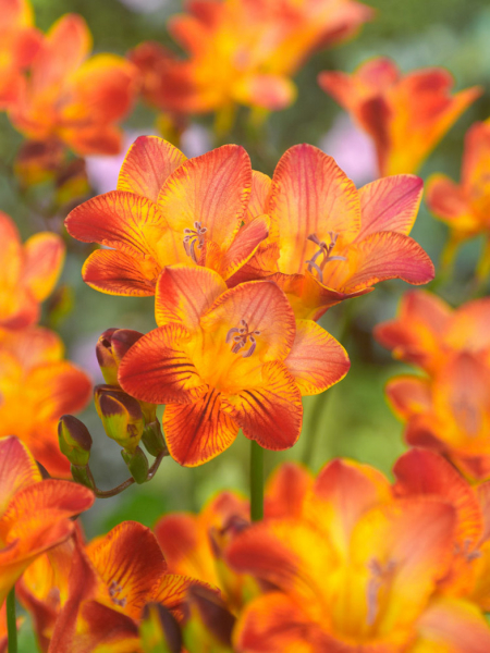 Freesia red single