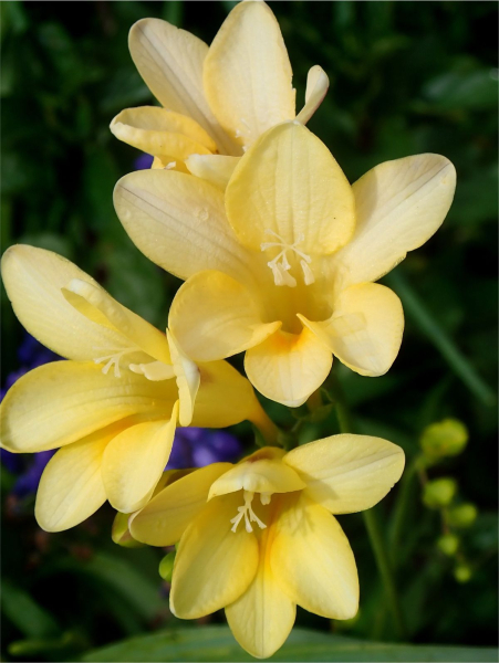 Freesia yellow single