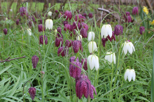 Fritillaria meleagris mix