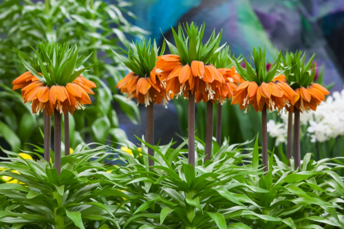 Fritillaria william rex
