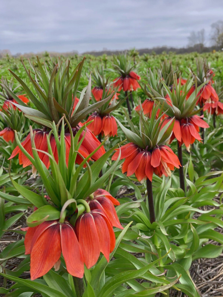 Fritillaria april flame imperialis