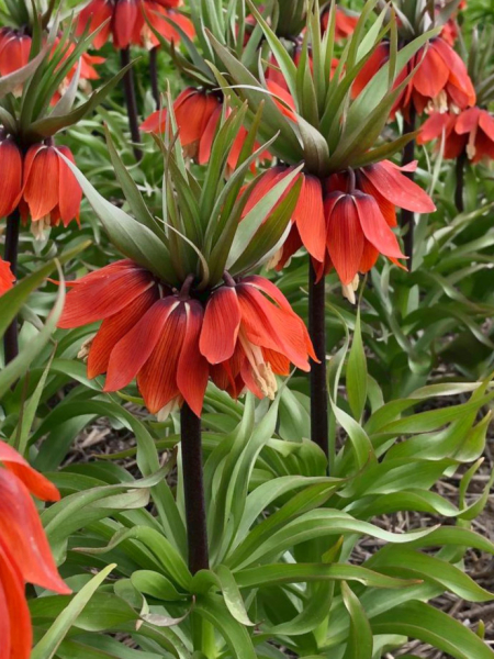 Fritillaria april flame imperialis