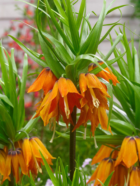 Fritillaria aurora imperialis