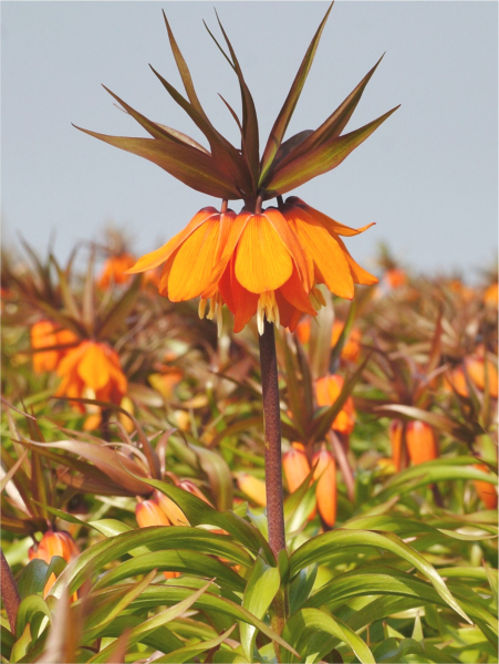 Fritillaria sunset imperialis