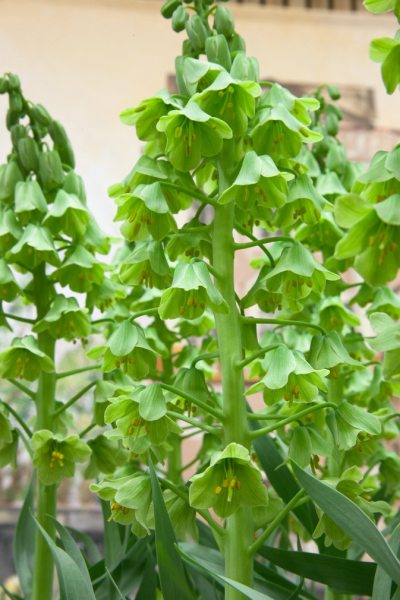 Fritillaria persica alba