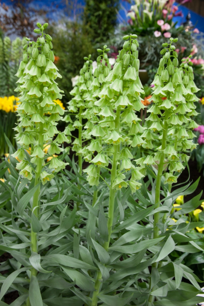 Fritillaria persica alba