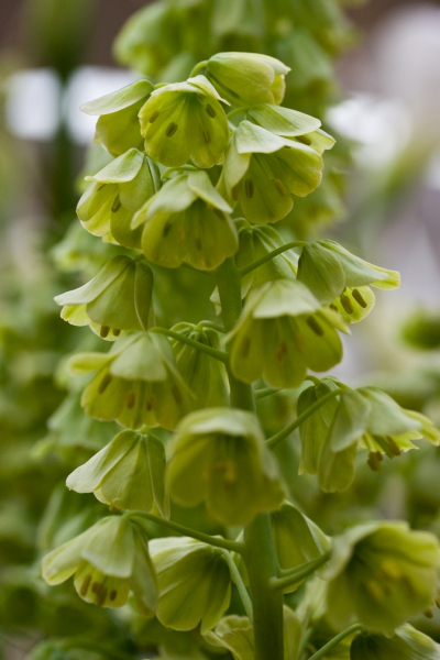 Fritillaria persica alba