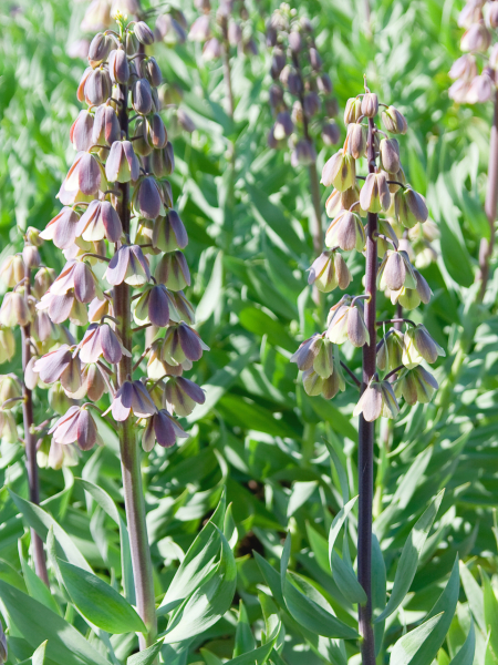 Fritillaria green dreams persica