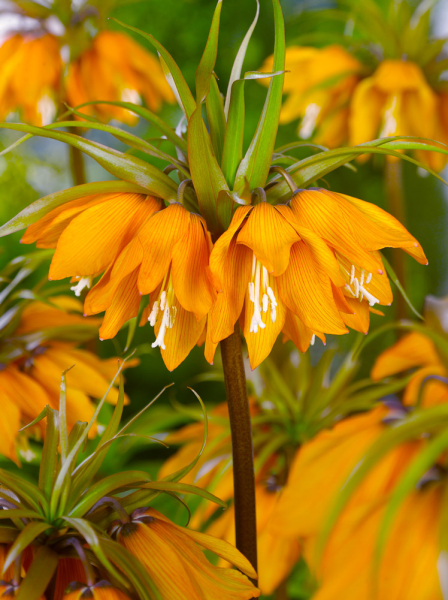Fritillaria sunset imperialis