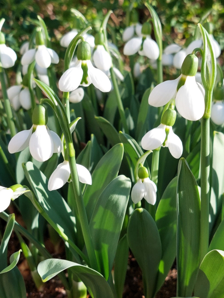 Galanthus beluga elwesii