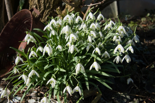 Galanthus nivalis single flowering