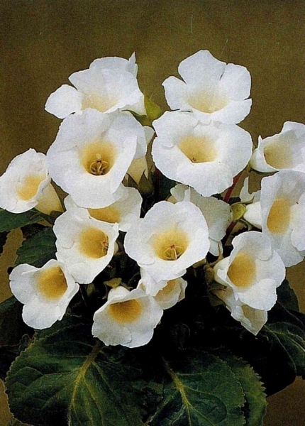Gloxinia mont blanc