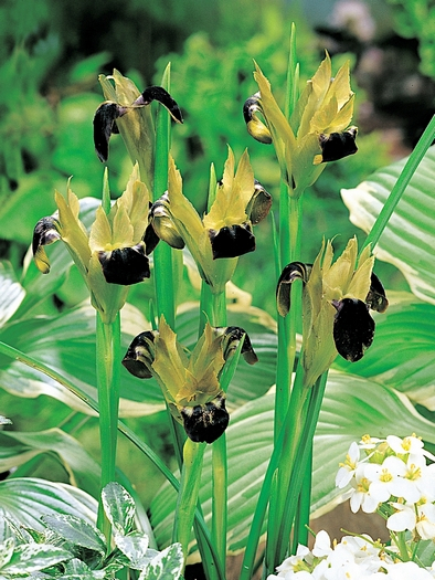 Hermodactylus tuberosus