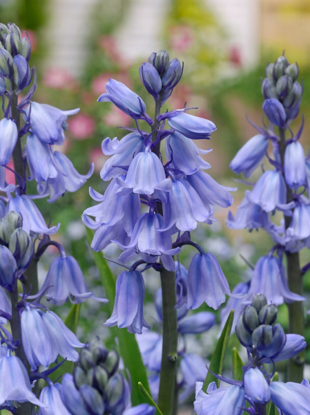 Hyacinthoides blue hispanica