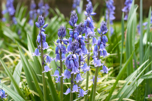 Hyacinthoides excelsior hispanica