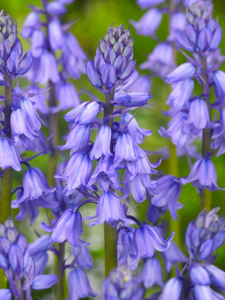 Hyacinthoides excelsior hispanica