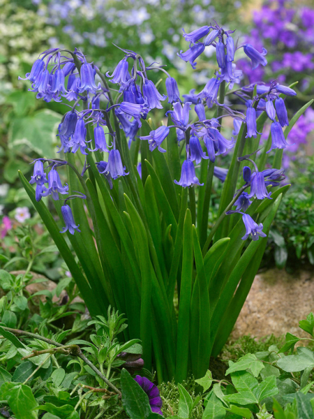 Hyacinthoides non-scripta - dutch grown