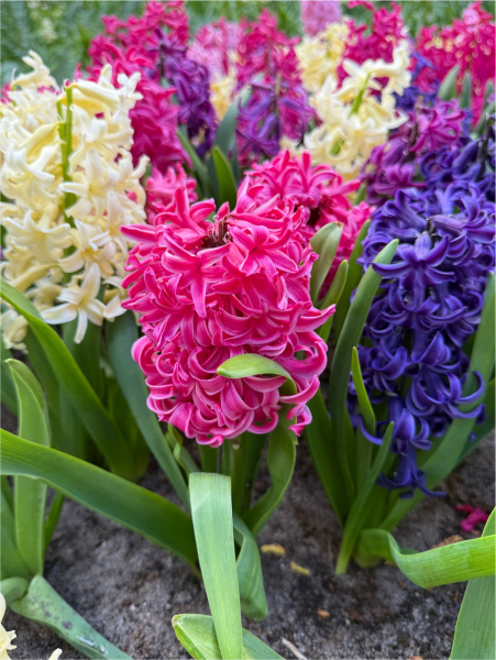 Hyacinths mixed