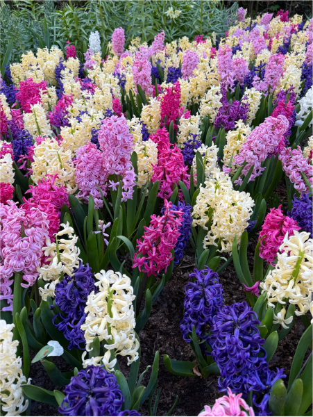 Hyacinths mixed
