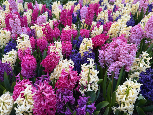 Hyacinths mixed
