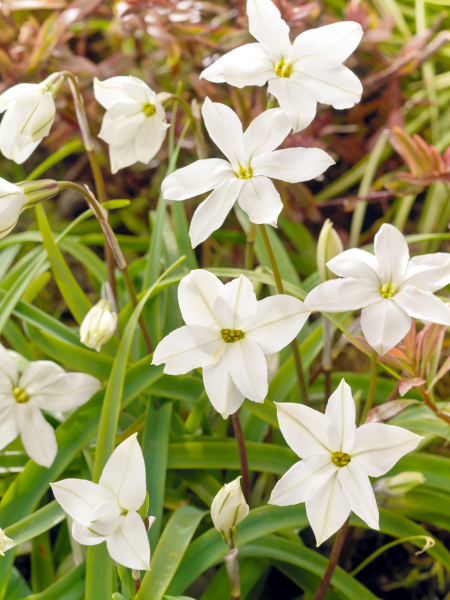 Ipheion alberto castilo