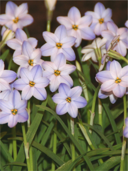 Ipheion rolf fiedler