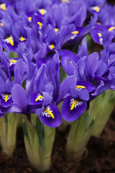Iris harmony reticulata
