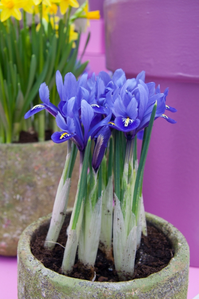 Iris harmony reticulata