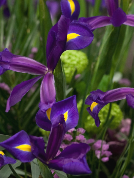 Iris hong kong hollandica