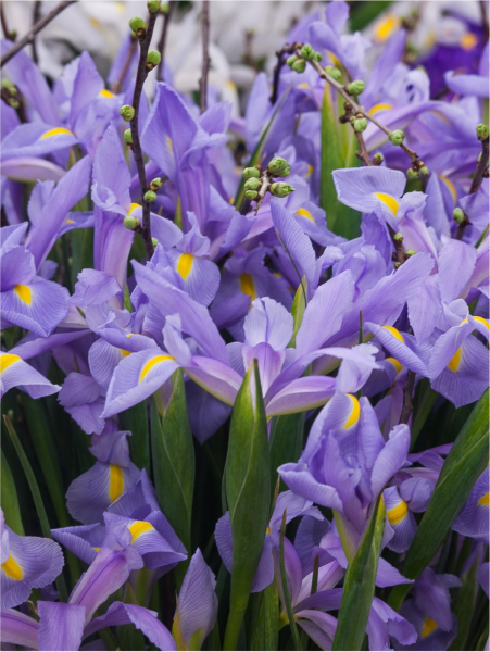 Iris shanghai hollandica