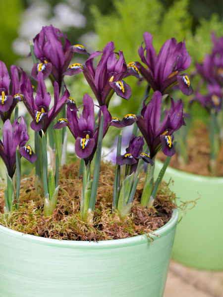 Iris j.s. dijt reticulata