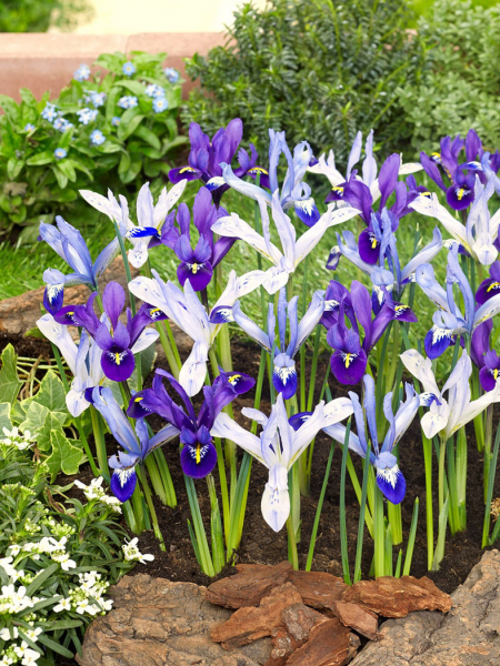 Iris reticulata mixed