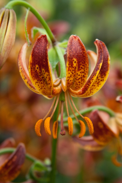 Arabian knight martagon