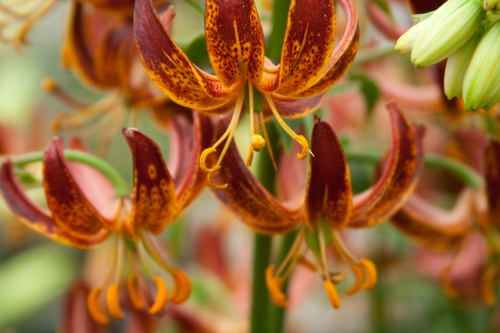 Arabian knight martagon