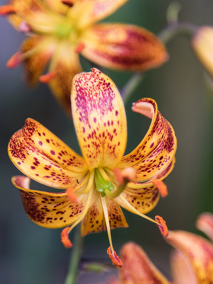 Sunny morning martagon