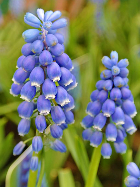 Muscari atlantic armeniacum
