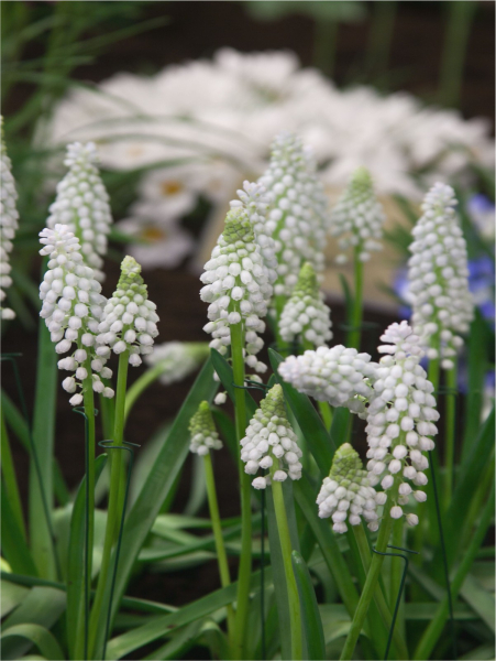 Muscari casablanca