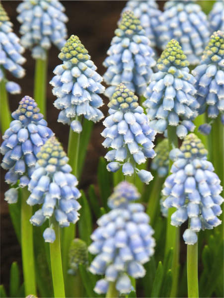 Muscari cool blues