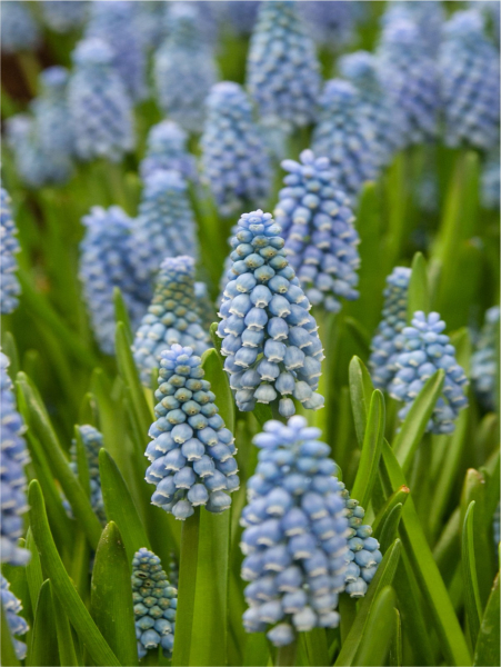 Muscari dutch beauty