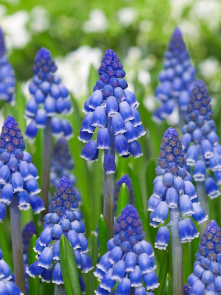 Muscari joyce spirit