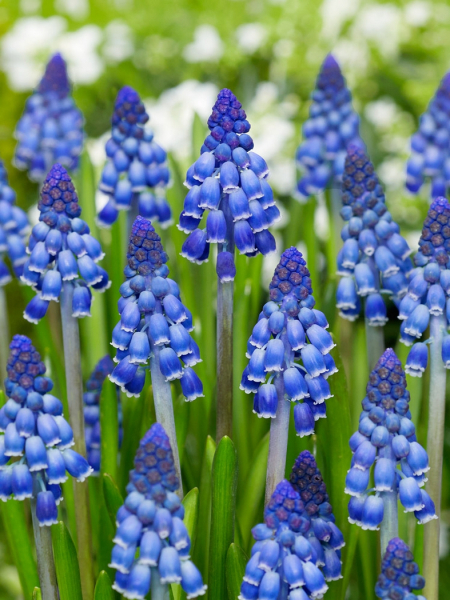 Muscari joyce spirit