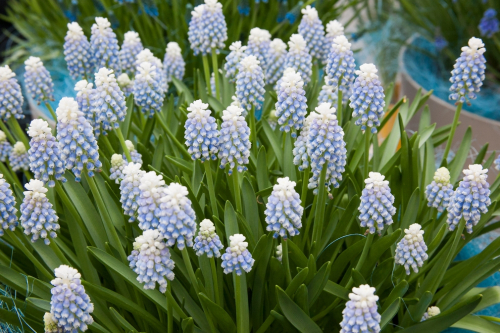 Muscari mixed