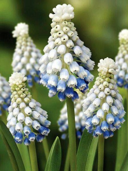 Muscari mountain lady