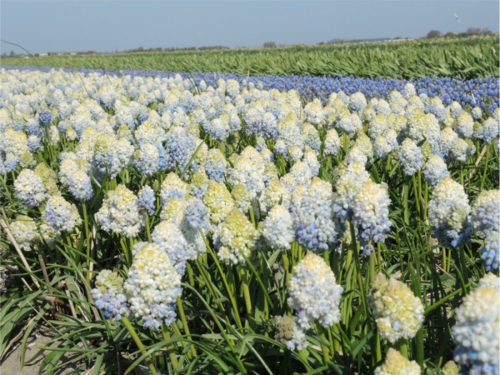 Muscari nature's beauty