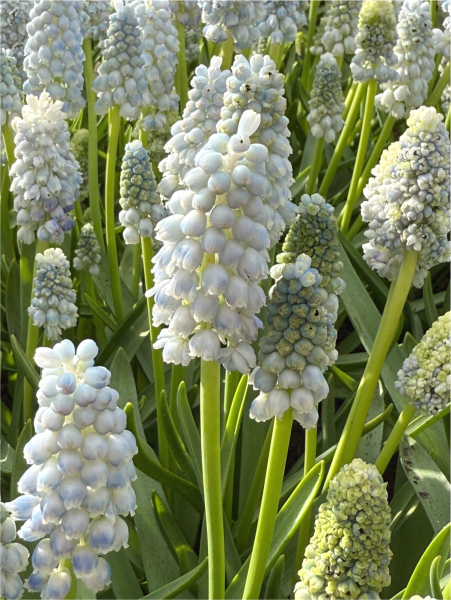 Muscari nature's beauty