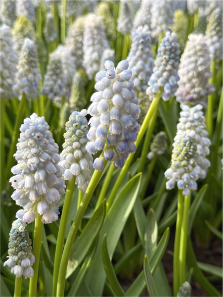 Muscari nature's beauty