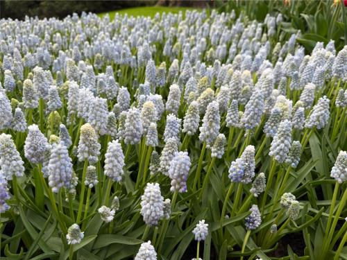 Muscari nature's beauty
