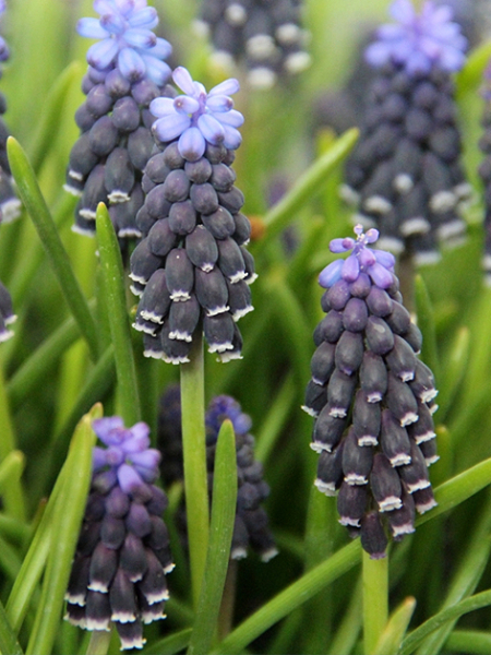 Muscari neglectum - racemosum